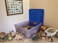 Photo showing a plastic storage bin filled with assorted seashells, a golden disco ball candle, a white ceramic shell dish, and other large seashells arranged on a table beneath a wall chart.