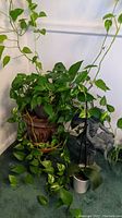 Photo showing leafy trailing Scindapsus plant in a brown pot with some green leaves and statue base to the side on green carpet.