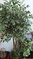 Full view of the faux tree with variegated leaves showing the height and foliage.