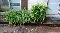 Three large live Boston ferns outside, two in hanging baskets and one in pot.