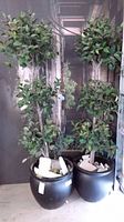 Front view showing two tall faux plants with multiple clusters of green leaves in black pots with white stones.