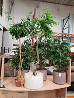 Full lot showing all five faux plants with various planters on a table in warehouse setting.