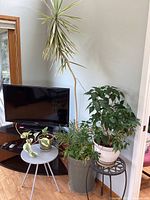 Indoor plants displayed near TV including tall palm-like plant, small tree, and variegated plants on stands.