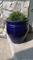 Blue ceramic round planter from a side angle showing planter shape, color and plant.