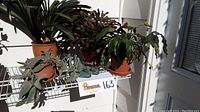 Image showing four potted plants arranged on a white metal shelf outdoors in sunlight.