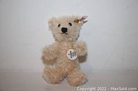Full body view of light beige Steiff teddy bear with jointed limbs, Steiff button on ear and white round button on chest. Fur soft and plush.