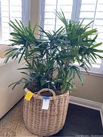 Full view of large green houseplant with multiple fan-like leaves in a woven wicker basket planter near window and couch.