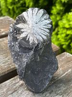 Photo shows close-up of flower fossil imprint on dark rock with detailed petal structure.