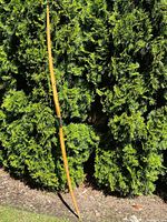 Full view of antique bentwood archery bow leaning against green bushes outside, showing the entire bow's length and shape.