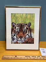 Full view of framed tiger portrait on display against blue background with measurement ruler below showing approximate size.