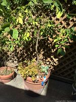 Full view of the potted citrus tree with succulents at the base in a large terracotta pot outdoors under sunlight.