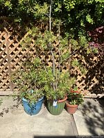 Three assorted potted plants against lattice fence, showing overall size and visual details.