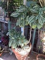 Tall Zebra plant with large green and white striped leaves in terracotta pot surrounded by patio.