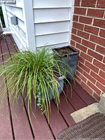 Two metal planters placed side by side on a wooden deck near a house corner with one planter containing a green ornamental grass plant and the other planter mostly soil with some dry remnants.