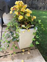 White ceramic planter with yellow begonia flowers and trailing ivy on a patio.