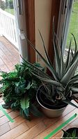 Photo showing the aloe succulent plant with thick serrated leaves in a beige pot next to a lush faux green fern plant.