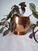 Copper planter with live plant, showing rounded polished body and pedestal base, and plant foliage extending outward