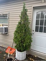 Full view of the live cedar tree in the white pot beside a house door, showing its overall height and shape.