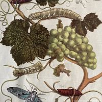 Close-up of print showing grape cluster, vine leaves and moth illustration