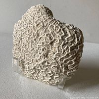 Front angle view of the vintage natural brain coral specimen on its acrylic stand showing detailed coral texture and display method.