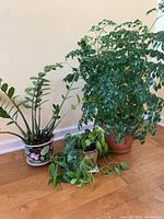 Photo showing four live indoor plants in assorted decorative pots on wooden floor against neutral wall