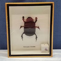 Framed mounted beetle specimen with label Heliocopris Dominus inside shadow box frame.