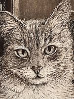 Close-up of cat's face and fur detail