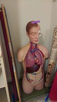 Frontal view of cutaway torso model showing half-skull head and internal organs
