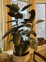 Overall view of rubber plant and ceramic pot on stand in front of window