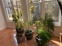 Full view of various planters with some plants inside them by a sunlit window.