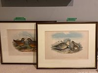 Two framed ornithological lithographs side by side, showing both bird illustrations and frame details.