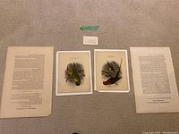Two hand-coloured bird study engravings by George Edwards with accompanying text pages, displayed on a carpet background.