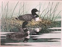 Close-up of the print showing two loons, one on a nest with chicks and the other on water with reflection.