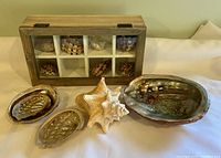 Display case with six compartments holding assorted smaller shells, placed behind larger seashells.