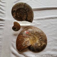 View of all three ammonite fossils showing relative sizes and visible chipping details