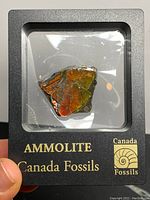 Front view of the Ammolite fossil specimen showcasing vibrant colors in black display box with gold lettering.