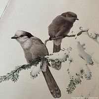 Full-color illustration of two birds perched on a snow-dusted branch with fine details of feathers and pine needles.