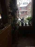 Indoor plants on window ledge and shelf in natural daylight showing a variety of green and variegated foliage plants in pots.