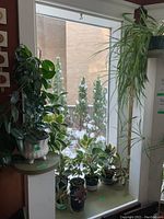 Overall view of windowsill with multiple potted plants including Ficus, Aglaonema, Tradescantia, and spider plant.