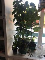 Group of six assorted live plants on a windowsill