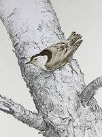 Close-up showing the bird perched on a birch tree trunk, emphasizing detailed feathers and bark texture