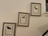 Three framed bird prints hung on the wall