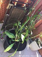 Queen of the Night plant in black plastic pot with long green tendrils, placed outdoors next to a chair and fence.