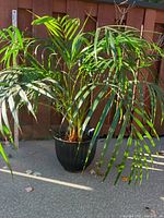 Front view of large Victorian Parlour Palm plant showing spread of green fronds in a new black pot with wooden fence background.