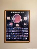 Front view of the framed educational poster titled 'The Human Eye' showing anatomical diagram and contact lens reference images