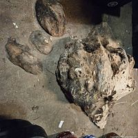 Four natural wood burls displayed on concrete floor in a workshop setting, showing variation in size and natural bark texture.