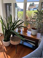 Four potted plants arranged on and around a wooden plant stand in front of a window, showing the lot contents.