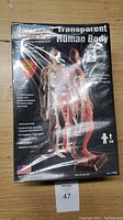 Front view of sealed Lindberg Transparent Human Body model kit box showing product details and branding.