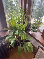 Photo of 5 live plants placed on a wooden bench and windowsill showing the large dumbcane plant and 4 other smaller plants with green leaves in various pots.