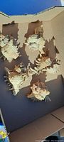 Five large heavily textured antique seashells arranged in cardboard box outdoors in sunlight